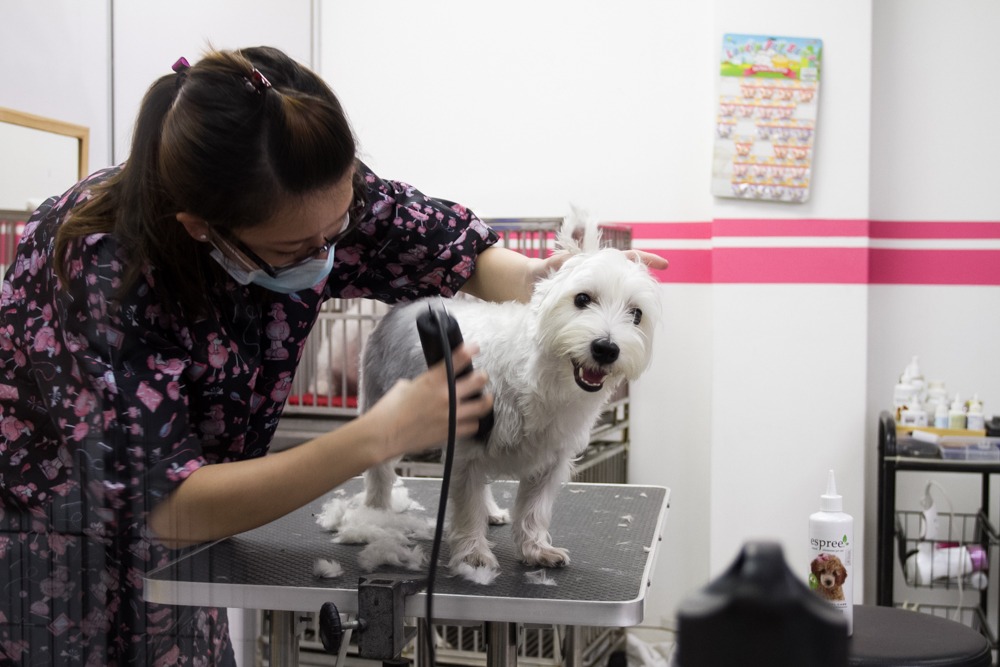 dog grooming Singapore