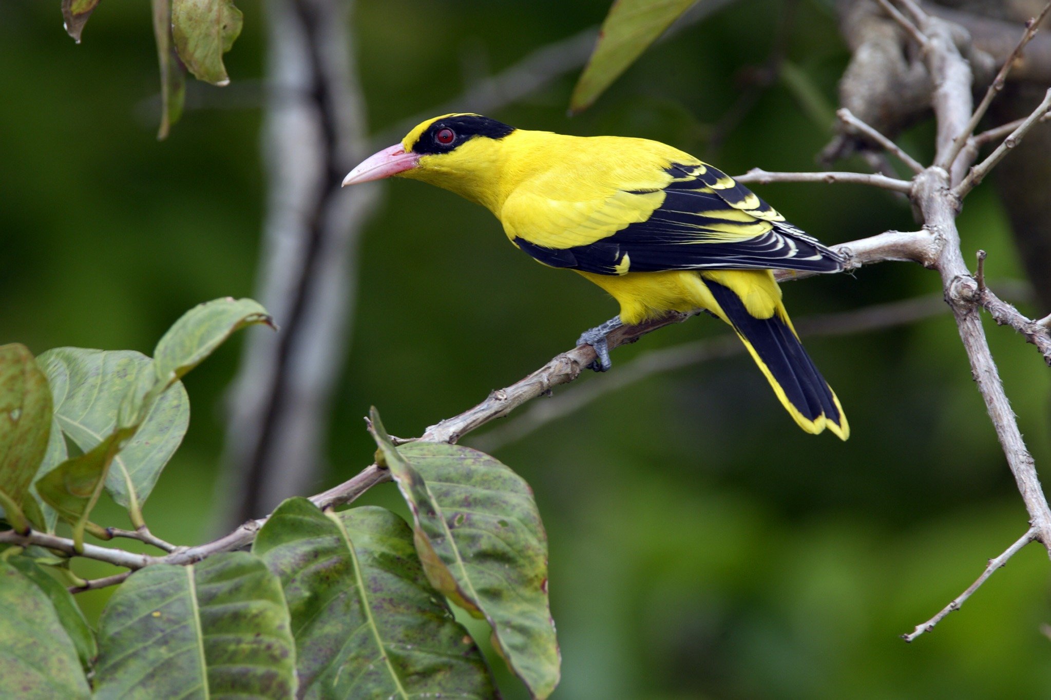 birds native to Singapore