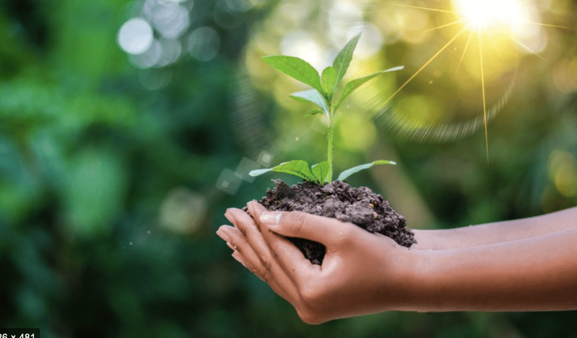 Holding plant in soil