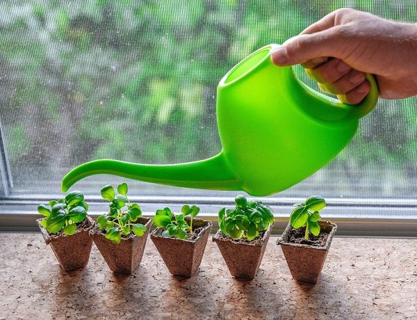 a man watering plants in small garden pods