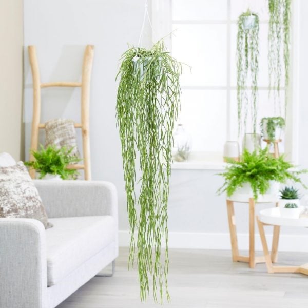 Beautiful hanging plants